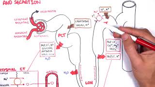 Nephrology  Physiology Reabsorption and Secretion [upl. by Gabel]