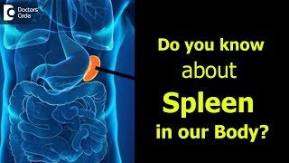 What is Spleen Causes Signs Symptoms of enlarged spleen  Dr Ravindra B S [upl. by Lisa]