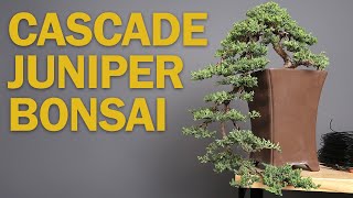 Cascade Bonsai  Juniper Refinement amp Creating Depth [upl. by Eicarg]