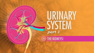 Urinary System Part 1 Crash Course Anatomy amp Physiology 38 [upl. by Inihor]