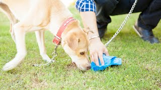 How To Make A Dog Stop Eating Poop [upl. by Etz]