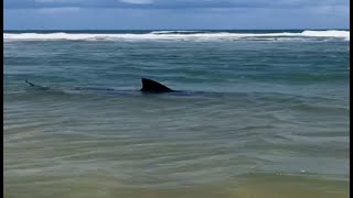 Tubarão flagrado na Praia de Boa Viagem em RecifePE [upl. by Alecram413]