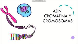 ADN cromatina y cromosomas [upl. by Notffilc]