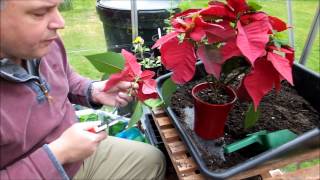 Cutting back and repotting my poinsettia Euphorbia pulcherrima [upl. by Ard]