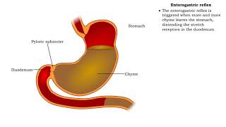 Stomach peristalsis amp Enterogastric reflex [upl. by Stacy642]