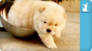 Chow Puppy Cant Get Out Of Bowl [upl. by Aramoix14]