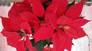 Poinsettia Plant Repotting Replant Poinsettias Euphorbia Pulcherrima [upl. by Cleres]