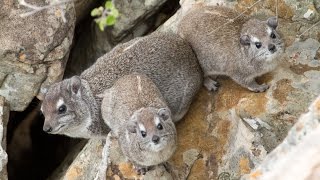 The eerier call of the Rock Hyrax Dassie [upl. by Tessa]