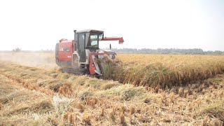 Reviving the Basmati Rice Farming Industry in Pakistan [upl. by Nawor]