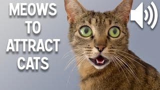 Sounds that attract cats  Meow to make cats come to you [upl. by Drofnil]