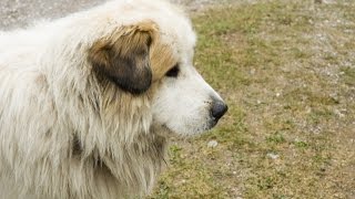 Pyrenean Mastiff Mastín del Pirineo [upl. by Nivlam643]