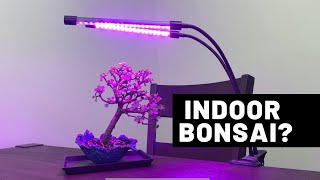 3 Species For Growing Bonsai Trees Indoors  The Bonsai Supply [upl. by Irtimid303]