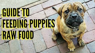 Guide To Feeding Puppies RAW Food [upl. by Luhem236]