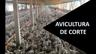 Avicultura de corte importância e sistema de integração [upl. by Jacobah]