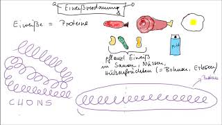 Eiweißverdauung einfach erklärt [upl. by Neiman]