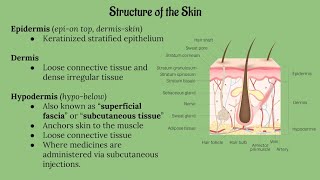 Integumentary System Lecture CHAPTER 5 [upl. by Isman96]