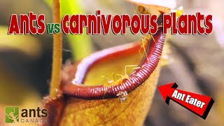 Ants vs Carnivorous Plants [upl. by Adlesirg661]