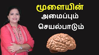 Human Brain  Parts and Functions  Tamil [upl. by Haven]