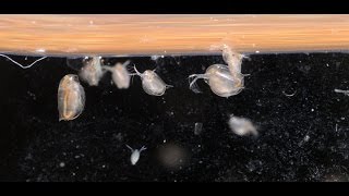 Culturing DaphniaTuesday Tip [upl. by Eduardo]