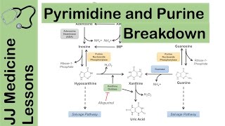 Purine and Pyrimidine Catabolism Pathway  Nucleotide Breakdown  Biochemistry Lesson [upl. by Etteval]