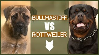 BULLMASTIFF VS ROTTIE [upl. by Elehcim]