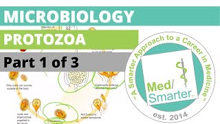 Protozoa  Microbiology  USMLE STEP 1  Part 1 of 3 [upl. by Ylsew]