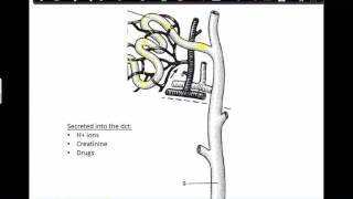 Urine Formation Step 3 Tubular Secretion [upl. by Edwina]