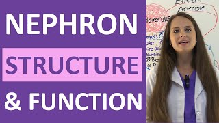 Nephron Structure and Function Physiology  Filtration Reabsorption Secretion NCLEX Review [upl. by Marcin]