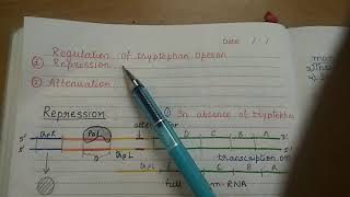 Tryptophan Operon and its Attenuation [upl. by Asilef]