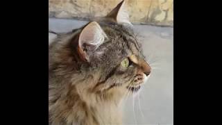 Cats Chirping and Chattering  CAT COMPILATION [upl. by Stanly]