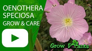 Oenothera speciosa  growing and care [upl. by Elonore]