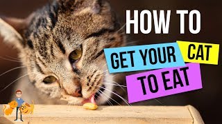 How To Get a Cat to Eat  13 Steps to GUARANTEED Success  Cat Health Vet Advice [upl. by Anialahs]