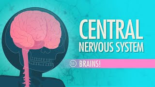 Central Nervous System Crash Course Anatomy amp Physiology 11 [upl. by Lampert745]