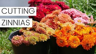 Cutting Zinnia Flowers Tips for Picking Zinnias as Cut Flowers  Dahlia Bloom Update [upl. by Hooke]