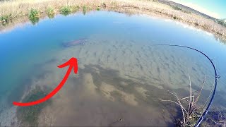 Insane Sight Fishing for Monster Sturgeon in a Shallow Creek [upl. by Lahcar]