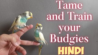 How to Tame Your Budgies Easily  HINDI [upl. by Niltiac966]