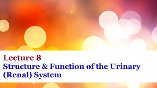 Lecture 8  Structure amp Function of the Urinary Renal System [upl. by Alliuqal]