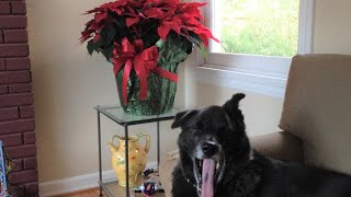 How to keep your poinsettia blooming until Valentines Day [upl. by Yrtsed]