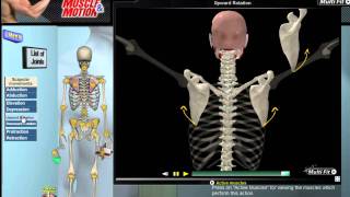 How Scapular Movement Works 3D Anatomy amp Diagrams [upl. by Eilloh]