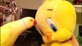 Bowie Talks to Tweety [upl. by Karrie]