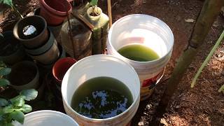 How to grow Green Water Algae [upl. by Aeet]