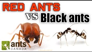 WHO WINS RED ANTS VS BLACK ANTS [upl. by Sandstrom]