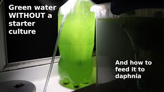 Green Water WITHOUT a Starter Culture  From Scratch  How To [upl. by Mackie554]