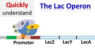 The Lac operon  Regulation of gene expression [upl. by Lacy]