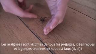 Comment se débarrasser gentiment dune araignée  Get rid of spiders [upl. by Notlok]