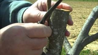 Pecan Inlay Grafting Technique [upl. by Merfe]