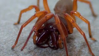 Woodlouse Spider in the bathroom Dysdera crocata [upl. by Enasus]