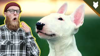 What To Do With A NEW BULL TERRIER PUPPY [upl. by Odnalra]