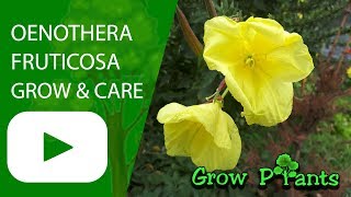 Oenothera fruticosa  grow amp care Evening primrose [upl. by Remas]