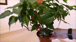 Cutting Back My Poinsettia [upl. by Wilmar]